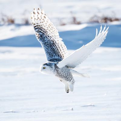 'Snowy Owl in Flight' Photographic Print - FotoRequest | Art.com