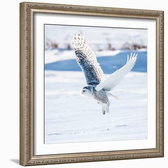 Snowy Owl in Flight-FotoRequest-Framed Photographic Print