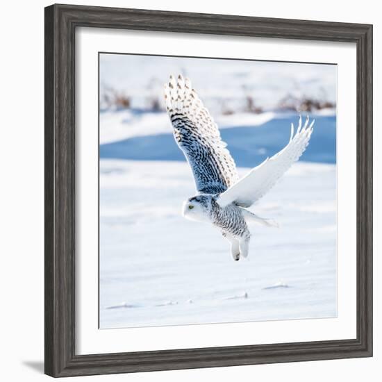 Snowy Owl in Flight-FotoRequest-Framed Photographic Print