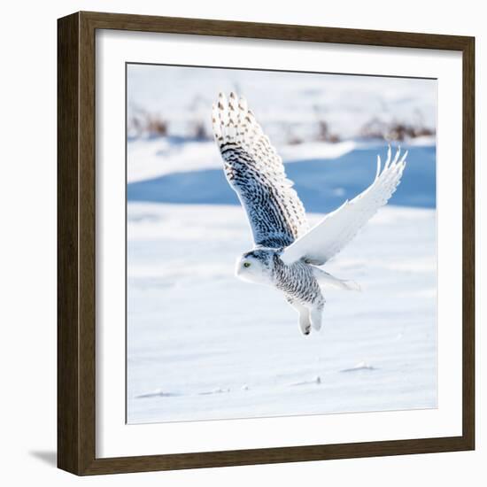 Snowy Owl in Flight-FotoRequest-Framed Photographic Print