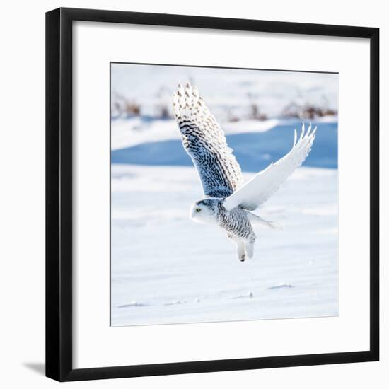 Snowy Owl in Flight-FotoRequest-Framed Photographic Print