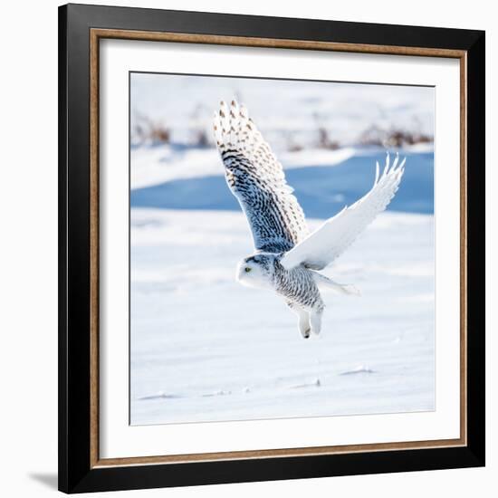 Snowy Owl in Flight-FotoRequest-Framed Photographic Print