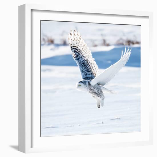 Snowy Owl in Flight-FotoRequest-Framed Photographic Print