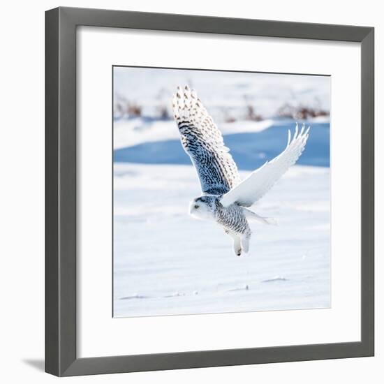 Snowy Owl in Flight-FotoRequest-Framed Photographic Print