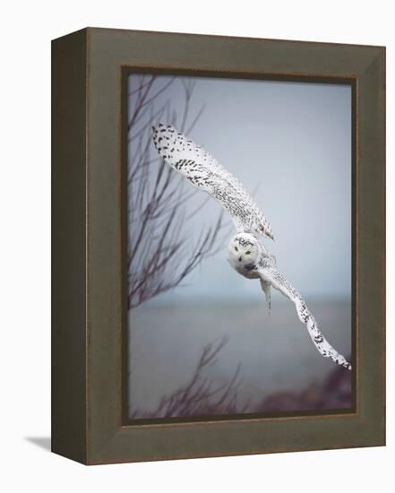 Snowy Owl In Flight-Carrie Ann Grippo-Pike-Framed Premier Image Canvas