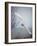 Snowy Owl In Flight-Carrie Ann Grippo-Pike-Framed Photographic Print