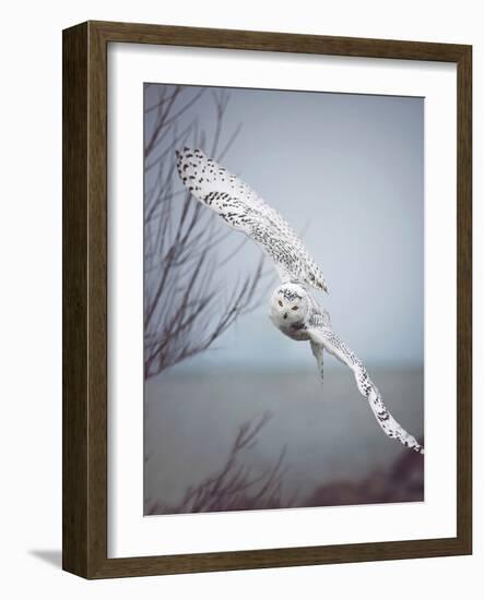 Snowy Owl In Flight-Carrie Ann Grippo-Pike-Framed Photographic Print