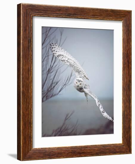 Snowy Owl In Flight-Carrie Ann Grippo-Pike-Framed Photographic Print