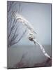 Snowy Owl In Flight-Carrie Ann Grippo-Pike-Mounted Photographic Print