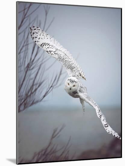 Snowy Owl In Flight-Carrie Ann Grippo-Pike-Mounted Photographic Print