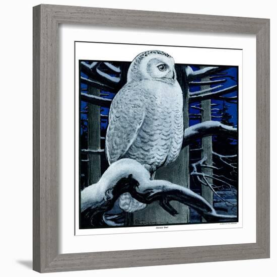 "Snowy Owl in Forest at Night,"January 12, 1924-Paul Bransom-Framed Giclee Print