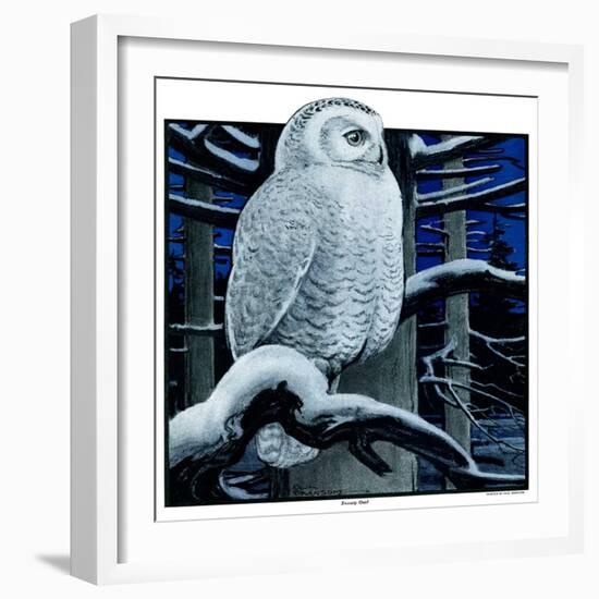 "Snowy Owl in Forest at Night,"January 12, 1924-Paul Bransom-Framed Giclee Print