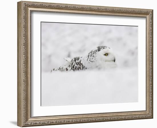 Snowy Owl, Nictea Scandiaca, Female, Captive, United Kingdom-Steve & Ann Toon-Framed Photographic Print