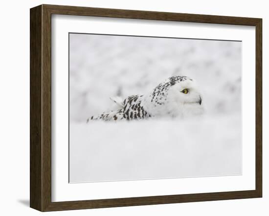 Snowy Owl, Nictea Scandiaca, Female, Captive, United Kingdom-Steve & Ann Toon-Framed Photographic Print