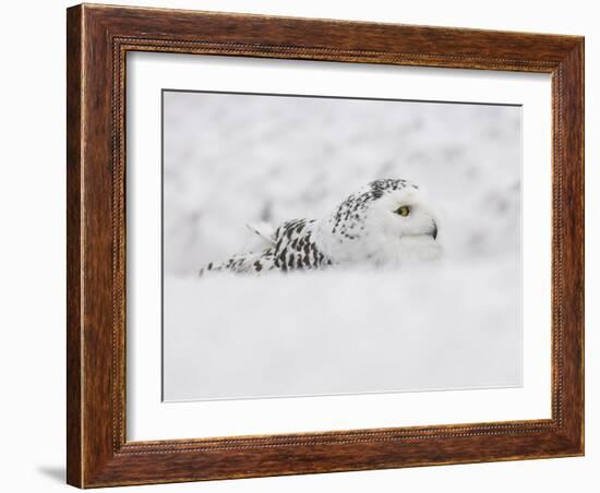 Snowy Owl, Nictea Scandiaca, Female, Captive, United Kingdom-Steve & Ann Toon-Framed Photographic Print