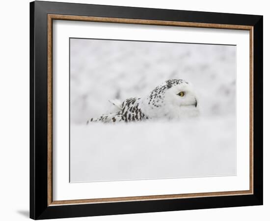 Snowy Owl, Nictea Scandiaca, Female, Captive, United Kingdom-Steve & Ann Toon-Framed Photographic Print