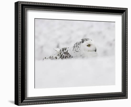 Snowy Owl, Nictea Scandiaca, Female, Captive, United Kingdom-Steve & Ann Toon-Framed Photographic Print