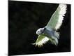 Premium Photographic Print