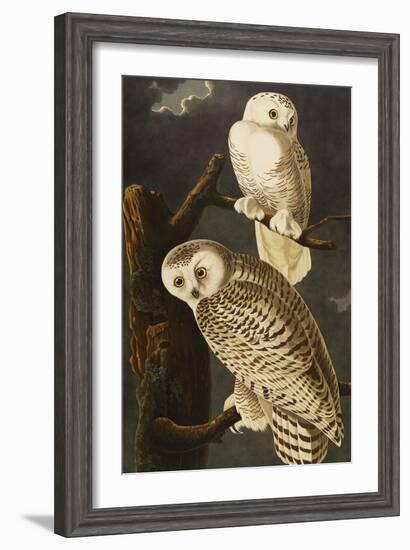 Snowy Owl (Nyctea Scandiaca), Plate Cxxi, from 'The Birds of America'-John James Audubon-Framed Giclee Print