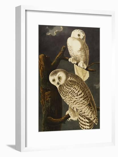 Snowy Owl (Nyctea Scandiaca), Plate Cxxi, from 'The Birds of America'-John James Audubon-Framed Giclee Print