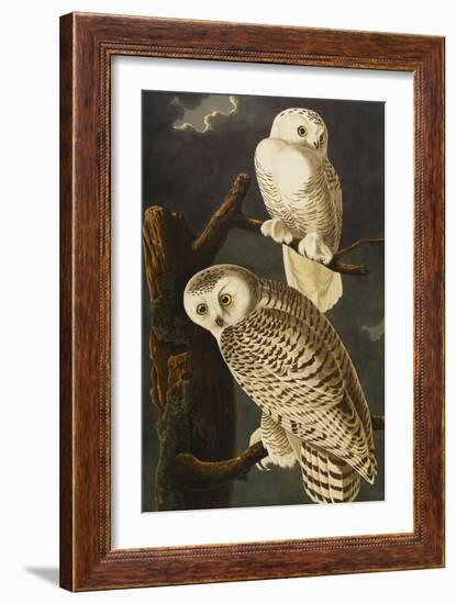 Snowy Owl (Nyctea Scandiaca), Plate Cxxi, from 'The Birds of America'-John James Audubon-Framed Giclee Print