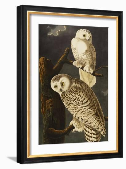 Snowy Owl (Nyctea Scandiaca), Plate Cxxi, from 'The Birds of America'-John James Audubon-Framed Giclee Print