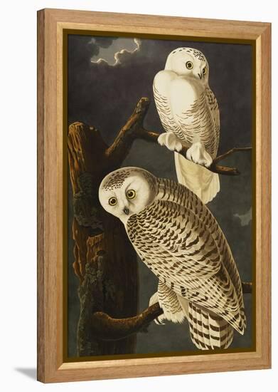 Snowy Owl (Nyctea Scandiaca), Plate Cxxi, from 'The Birds of America'-John James Audubon-Framed Premier Image Canvas