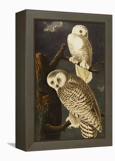 Snowy Owl (Nyctea Scandiaca), Plate Cxxi, from 'The Birds of America'-John James Audubon-Framed Premier Image Canvas