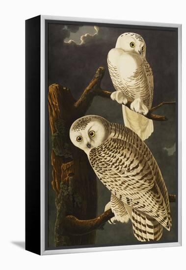 Snowy Owl (Nyctea Scandiaca), Plate Cxxi, from 'The Birds of America'-John James Audubon-Framed Premier Image Canvas