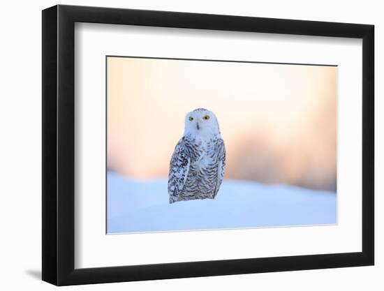 Snowy Owl, Nyctea Scandiaca, Rare Bird Sitting on the Snow, Winter Scene with Snowflakes in Wind, E-Ondrej Prosicky-Framed Photographic Print