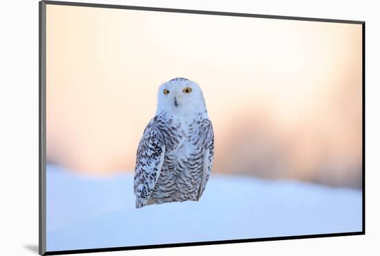 Snowy Owl, Nyctea Scandiaca, Rare Bird Sitting on the Snow, Winter Scene with Snowflakes in Wind, E-Ondrej Prosicky-Mounted Photographic Print