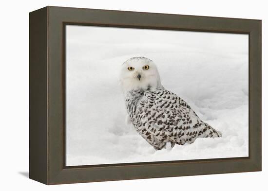 Snowy Owl on snow, Montana, Bubo scandiacus-Adam Jones-Framed Premier Image Canvas