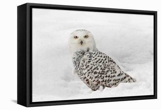 Snowy Owl on snow, Montana, Bubo scandiacus-Adam Jones-Framed Premier Image Canvas