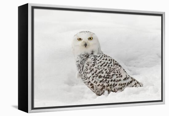 Snowy Owl on snow, Montana, Bubo scandiacus-Adam Jones-Framed Premier Image Canvas