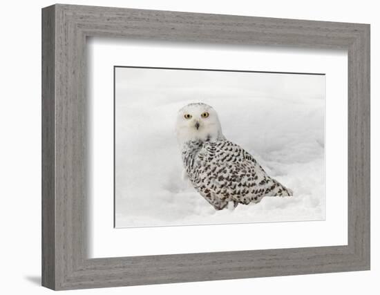Snowy Owl on snow, Montana, Bubo scandiacus-Adam Jones-Framed Photographic Print