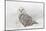 Snowy Owl on snow, Montana, Bubo scandiacus-Adam Jones-Mounted Photographic Print