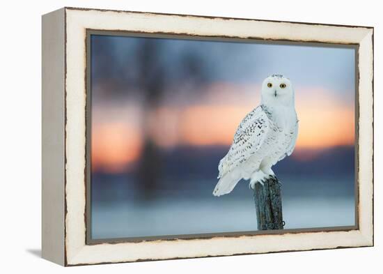 Snowy owl perched on wodden post at dusk, Canada-Markus Varesvuo-Framed Premier Image Canvas