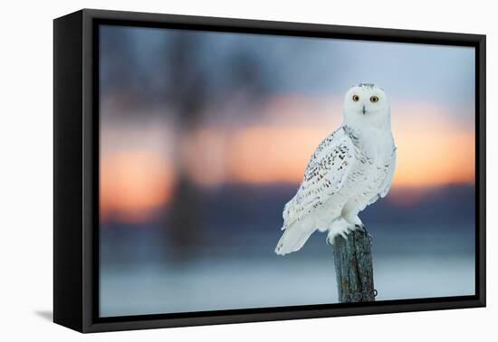 Snowy owl perched on wodden post at dusk, Canada-Markus Varesvuo-Framed Premier Image Canvas