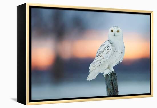 Snowy owl perched on wodden post at dusk, Canada-Markus Varesvuo-Framed Premier Image Canvas