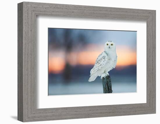 Snowy owl perched on wodden post at dusk, Canada-Markus Varesvuo-Framed Photographic Print