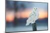 Snowy owl perched on wodden post at dusk, Canada-Markus Varesvuo-Mounted Photographic Print