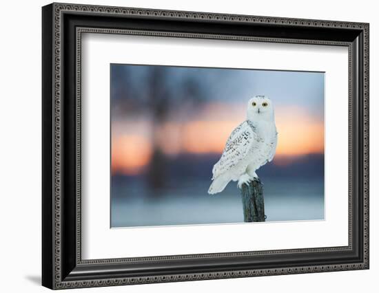 Snowy owl perched on wodden post at dusk, Canada-Markus Varesvuo-Framed Photographic Print