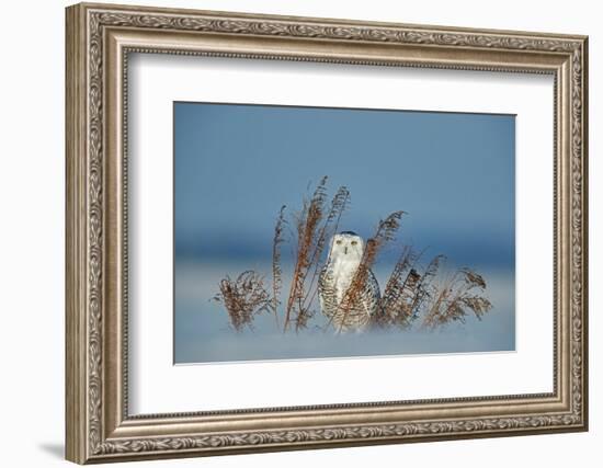 Snowy owl standing behind dried plant in snow, Canada-Markus Varesvuo-Framed Photographic Print