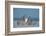 Snowy owl standing behind dried plant in snow, Canada-Markus Varesvuo-Framed Photographic Print