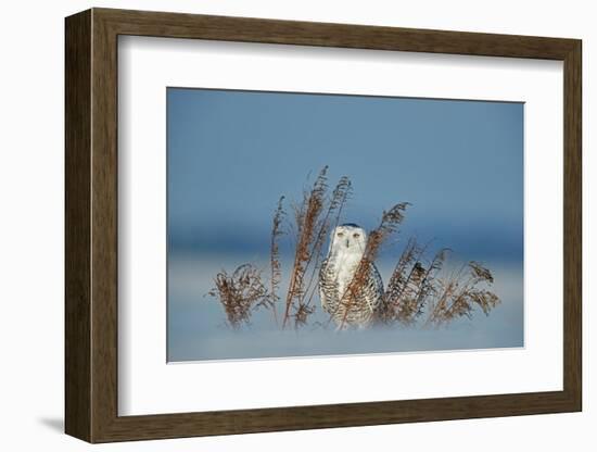 Snowy owl standing behind dried plant in snow, Canada-Markus Varesvuo-Framed Photographic Print