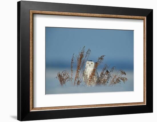 Snowy owl standing behind dried plant in snow, Canada-Markus Varesvuo-Framed Photographic Print