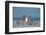 Snowy owl standing behind dried plant in snow, Canada-Markus Varesvuo-Framed Photographic Print