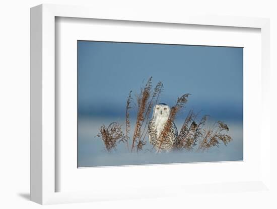 Snowy owl standing behind dried plant in snow, Canada-Markus Varesvuo-Framed Photographic Print