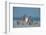 Snowy owl standing behind dried plant in snow, Canada-Markus Varesvuo-Framed Photographic Print