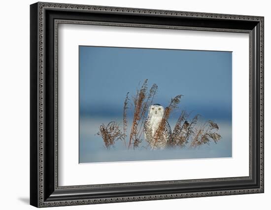 Snowy owl standing behind dried plant in snow, Canada-Markus Varesvuo-Framed Photographic Print